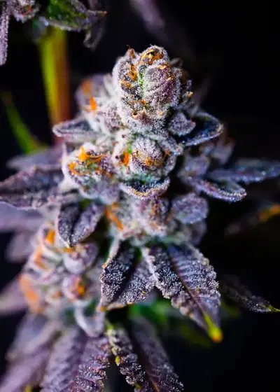 Frosted Gelato by Atlas Seed cannabis strain