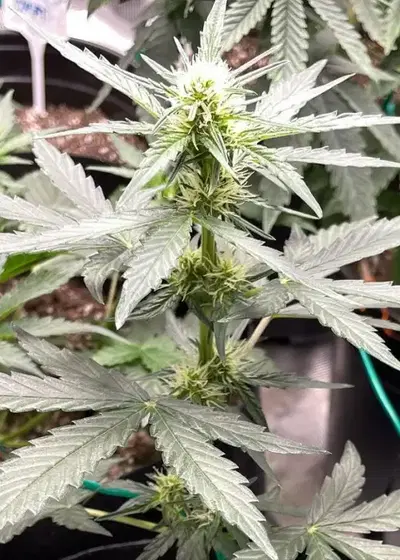 Frosted Guava by Original Sensible Seeds, Photoperiod cannabis strain