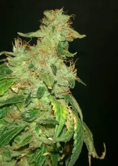 Frosted Headband by Relentless Genetics, Photoperiod cannabis strain