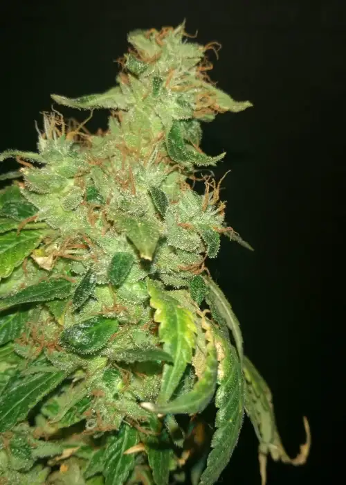 Frosted Headband by Relentless Genetics, Photoperiod cannabis strain