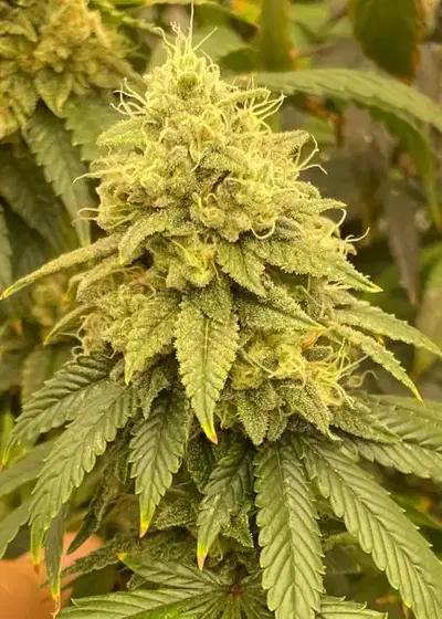 Frosted Onionz by The Grateful Seeds, Photoperiod cannabis strain