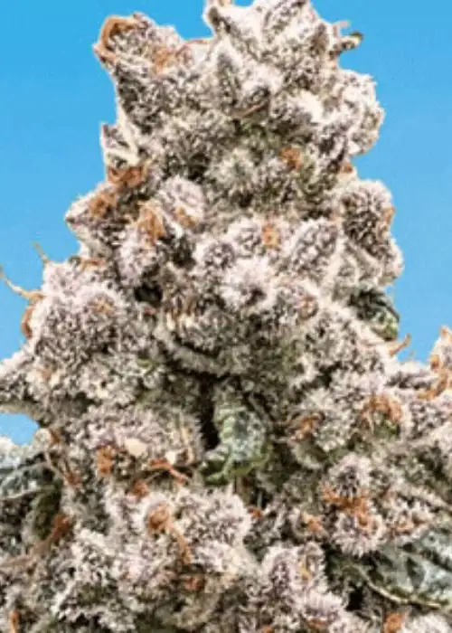 Frosted Raspberries S1 by Mosca Seeds, Photoperiod cannabis strain