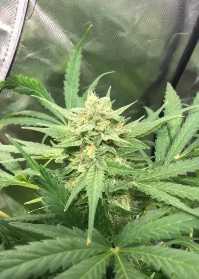 Frosted Watermelon by Mosca Seeds, Autoflower cannabis strain
