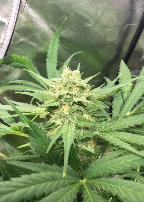 Frosted Watermelon by Mosca Seeds, Autoflower cannabis strain