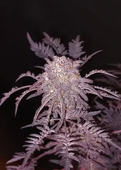 Frosty’s Purple Freak by Khalifa Genetics, Photoperiod cannabis strain