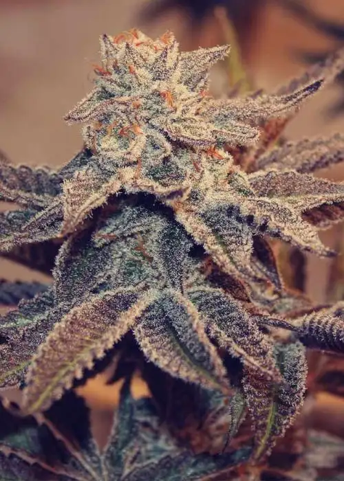 Frozay x Peach Ozz by Perfect Tree, Photoperiod cannabis strain