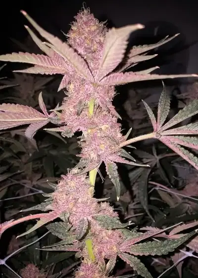 Frozay by Relentless Genetics, Photoperiod cannabis strain