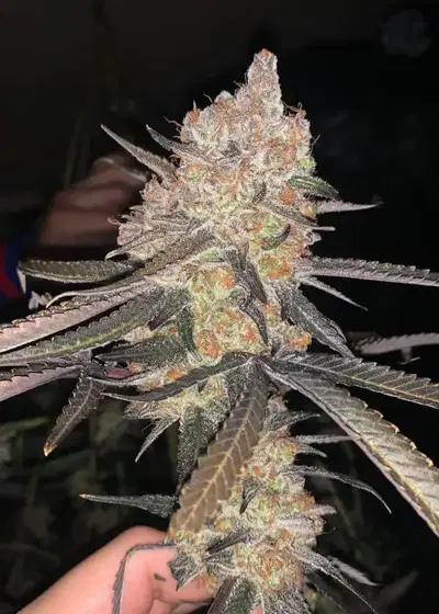 Frozen BAG by Robin Hood Seeds, Photoperiod cannabis strain