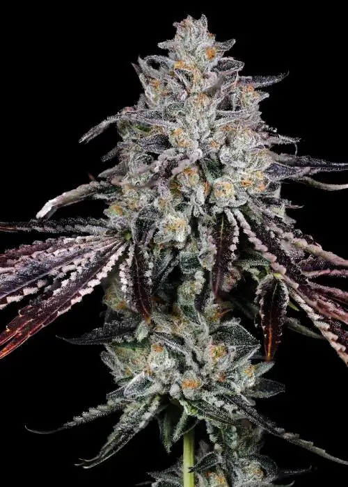 Frozen Dessert by Full Moon Genetics cannabis strain