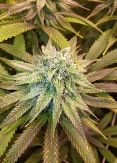 Frozen Fuel by Square One Genetics, Photoperiod cannabis strain