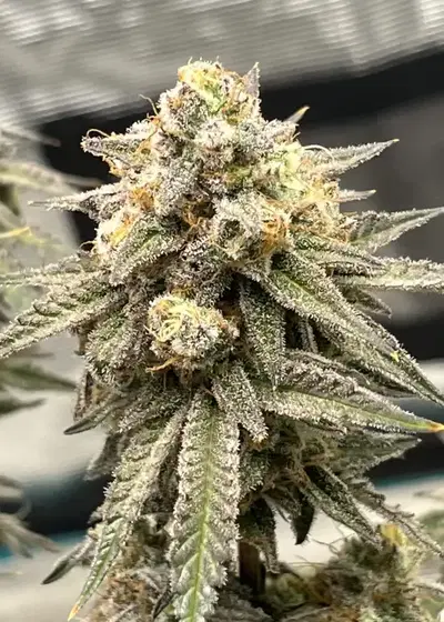 Frozen Hash Plant by Robin Hood Seeds, Photoperiod cannabis strain