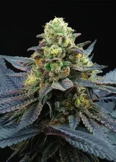 Frozen Jungle by Perfect Tree, Photoperiod cannabis strain