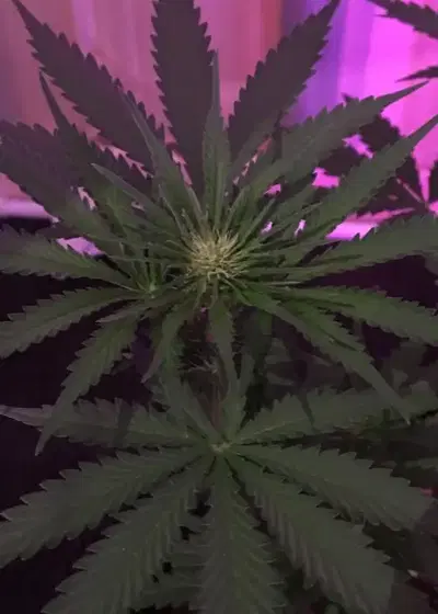 Frozen Tangie by Sumo Seeds, Photoperiod cannabis strain