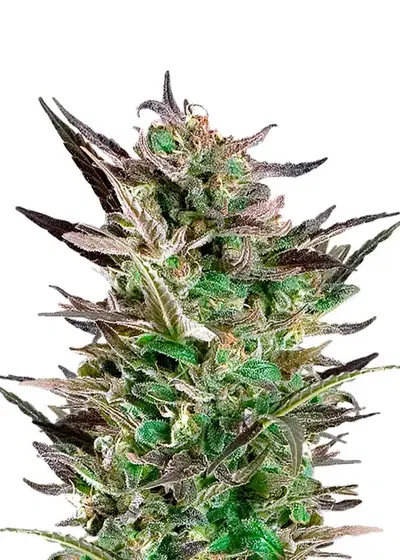 Fruit Auto by Dutch Genetics, Autoflower cannabis strain