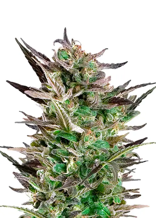 Fruit Auto by Dutch Genetics, Autoflower cannabis strain