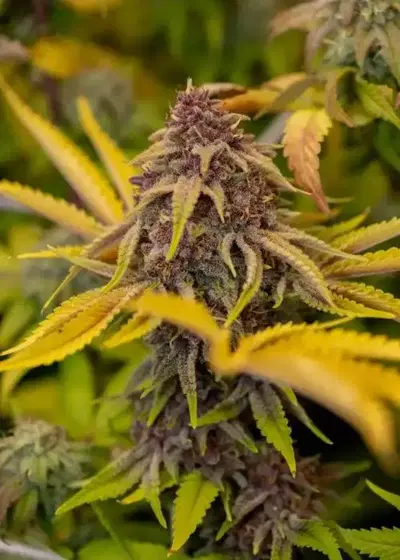Fruit Basket by Grandma’s Genetics, Photoperiod cannabis strain