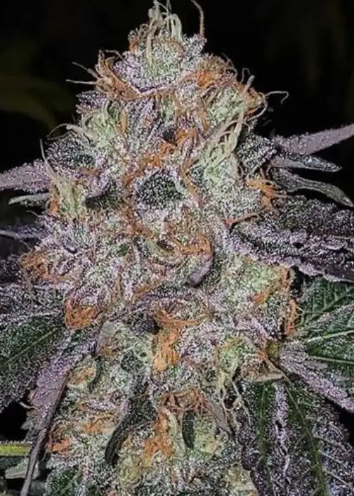 Fruit Dropss by The Plug Seedbank, Photoperiod cannabis strain