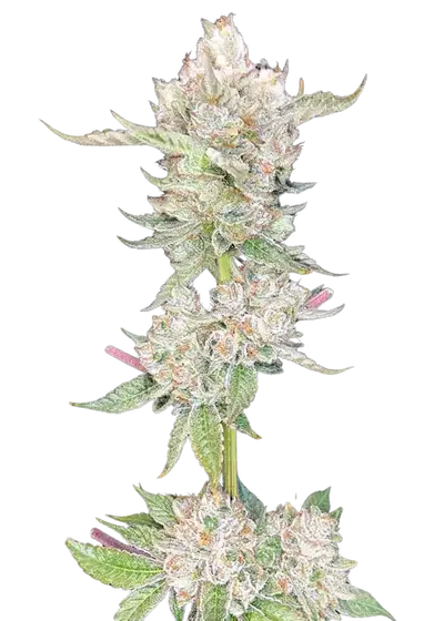 Fruit Gum x Lemon Tree by UKHTA Genetics, Photoperiod cannabis strain