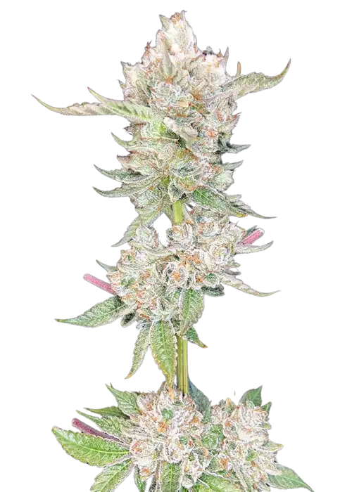 Fruit Gum x Lemon Tree by UKHTA Genetics, Photoperiod cannabis strain