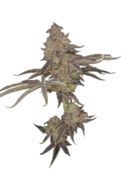 Fruit Gum by UKHTA Genetics, Photoperiod cannabis strain