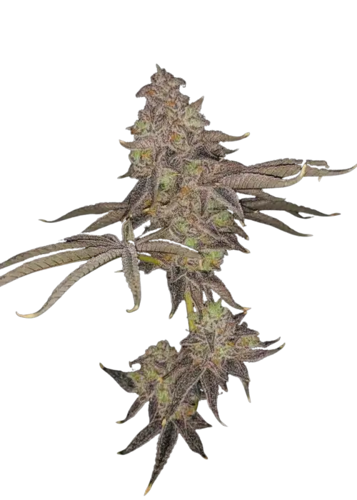Fruit Gum by UKHTA Genetics, Photoperiod cannabis strain