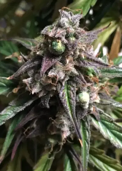Fruit Punch Auto by Heavyweight Seeds, Autoflower cannabis strain