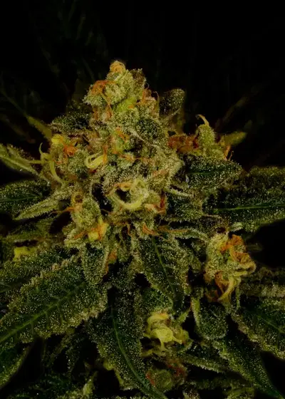 Fruit Punch by Heavyweight Seeds, Photoperiod cannabis strain