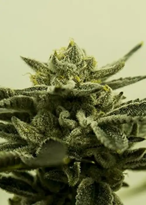 Fruit Snacks by Envy Genetics, Photoperiod cannabis strain