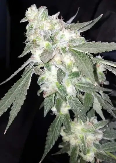 Fruit Tree by The Bakery Seed Co., Photoperiod cannabis strain
