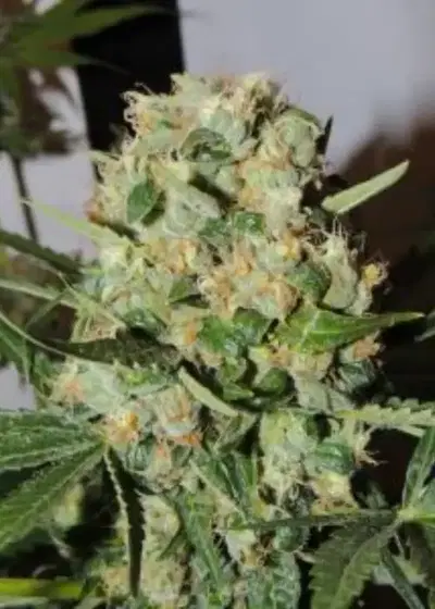FruitBowl by Karma Genetics, Photoperiod cannabis strain