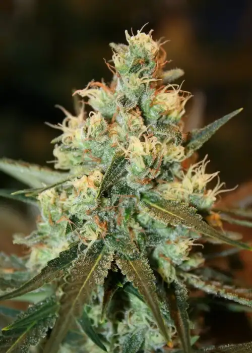 Fruity Chronic Juice by Delicious Seeds, Photoperiod cannabis strain