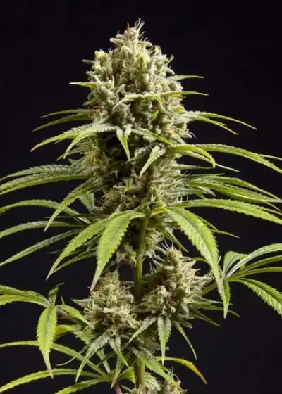 Fruity Jack aka Jack El Frutero by Philosopher Seeds, Photoperiod cannabis strain