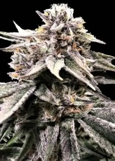 Fruity OG Kush by Quebec Cannabis Seeds QCS, Photoperiod cannabis strain