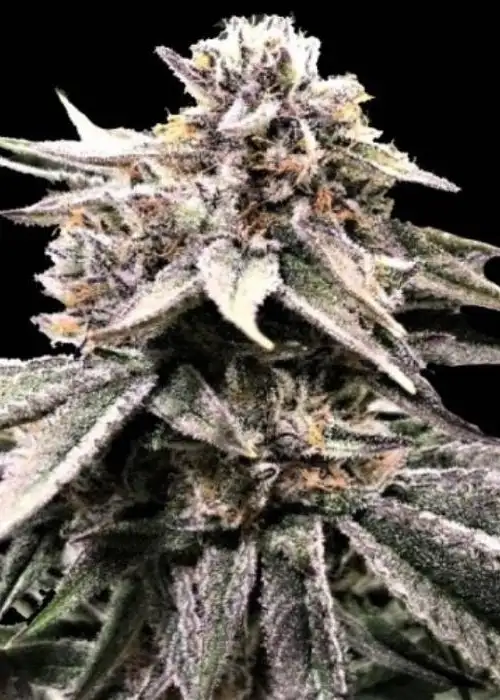 Fruity OG Kush by Quebec Cannabis Seeds QCS, Photoperiod cannabis strain