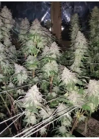 Fruity Pebble OG by Quebec Cannabis Seeds QCS, Photoperiod cannabis strain