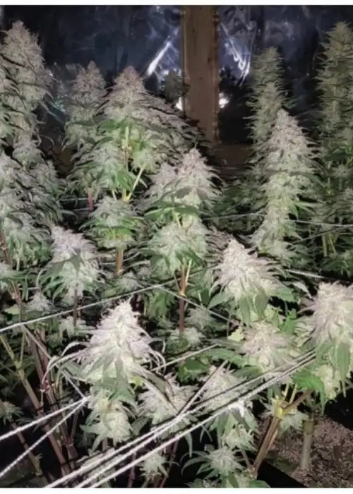 Fruity Pebble OG by Quebec Cannabis Seeds QCS, Photoperiod cannabis strain