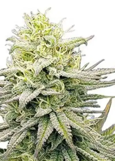 Fruity Pebbles Autoflower by ILGM, Autoflower cannabis strain