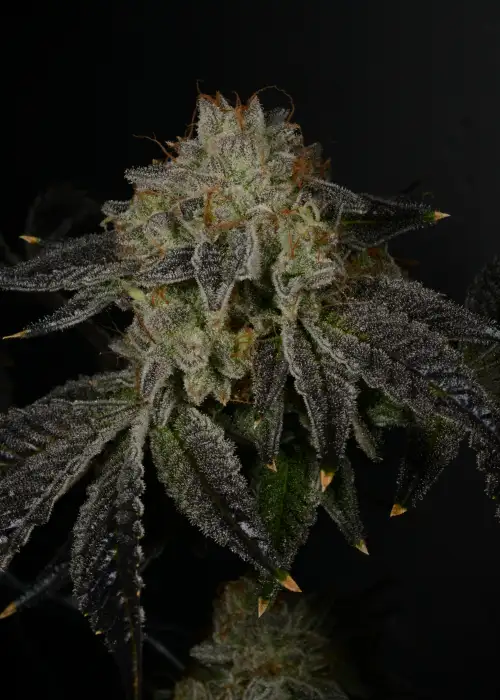 Fruity Pebbles Og1 by SeedSupreme cannabis strain