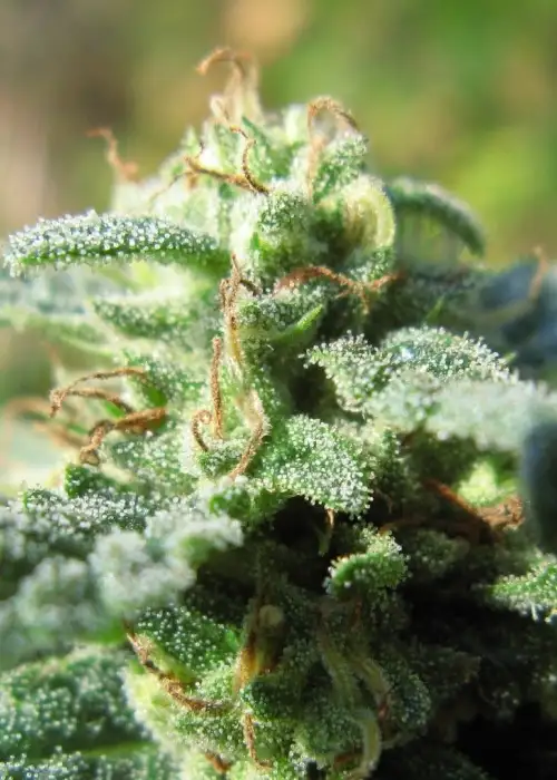 Fruitylicious by Mandala, Photoperiod cannabis strain