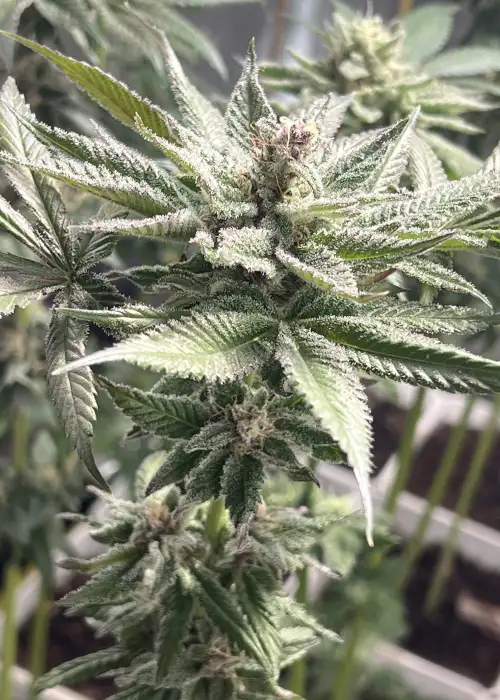 Frutopia by Bask Triangle Farms, Photoperiod cannabis strain