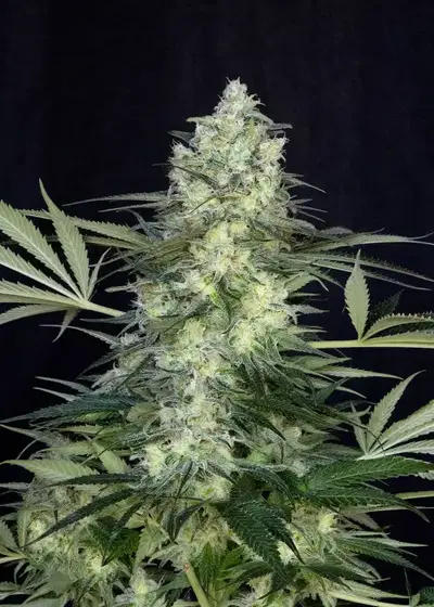 Fruttino by Art Genetix, Photoperiod cannabis strain