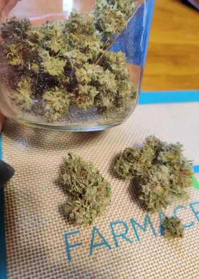 Fucking Incredible Autoflower by Beaver Seeds, Autoflower cannabis strain