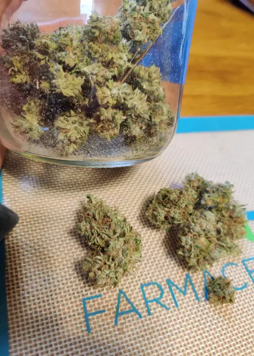 Fucking Incredible Autoflower by Beaver Seeds, Autoflower cannabis strain