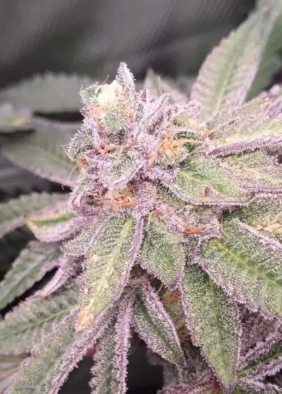 Fudgsicle by Tiki Madman, Photoperiod cannabis strain