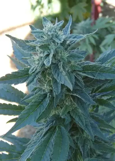 Fuel by Connoisseur Genetics, Photoperiod cannabis strain