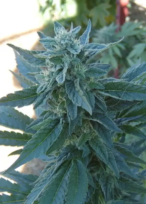 Fuel by Connoisseur Genetics, Photoperiod cannabis strain