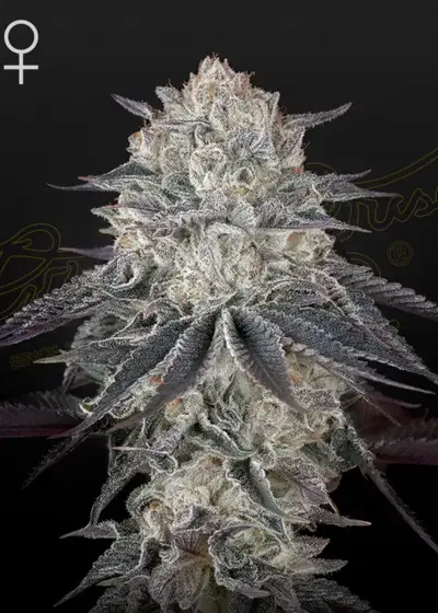 FullGas by Green House Seed Co., Photoperiod cannabis strain