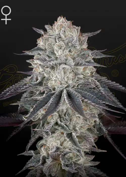 FullGas by Green House Seed Co., Photoperiod cannabis strain