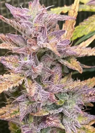 Fully Burnt Cookies by Brother Mendel’s Selection, Autoflower cannabis strain