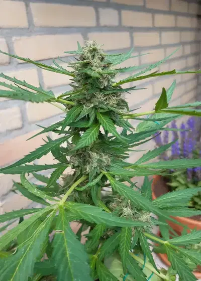 Fully Loaded Auto by Heavyweight Seeds, Autoflower cannabis strain